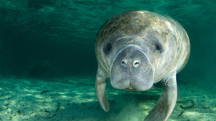 Florida - Habitat: H2O